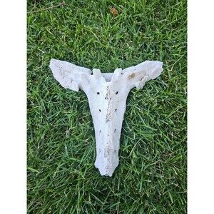 RARE Large WILD Horse Sacrum Vertibrae Bone Equine Washington State Eastern Wa